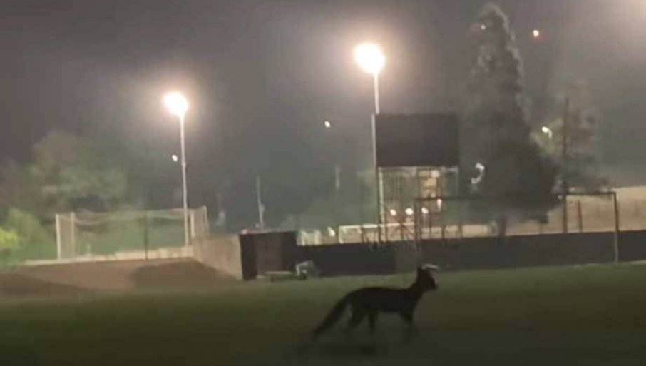 Vrščani zabrinuti zbog predatora u svom gradu