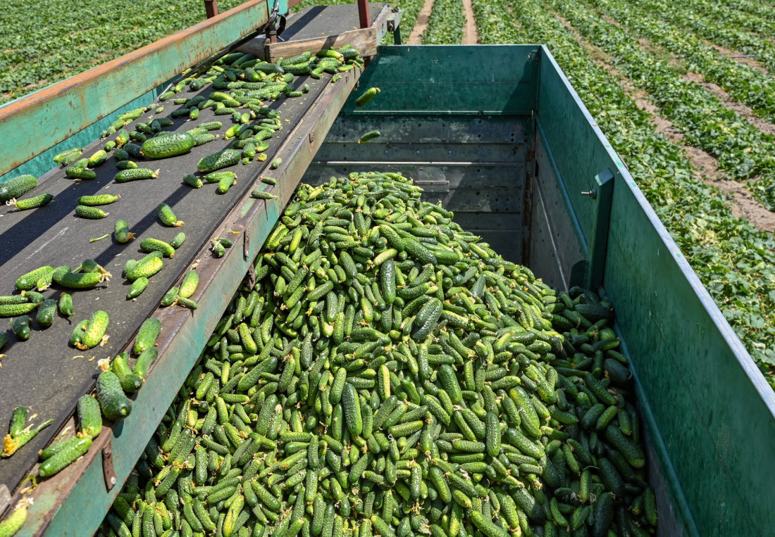 Gajenje krastavaca najisplativiji posao u agraru