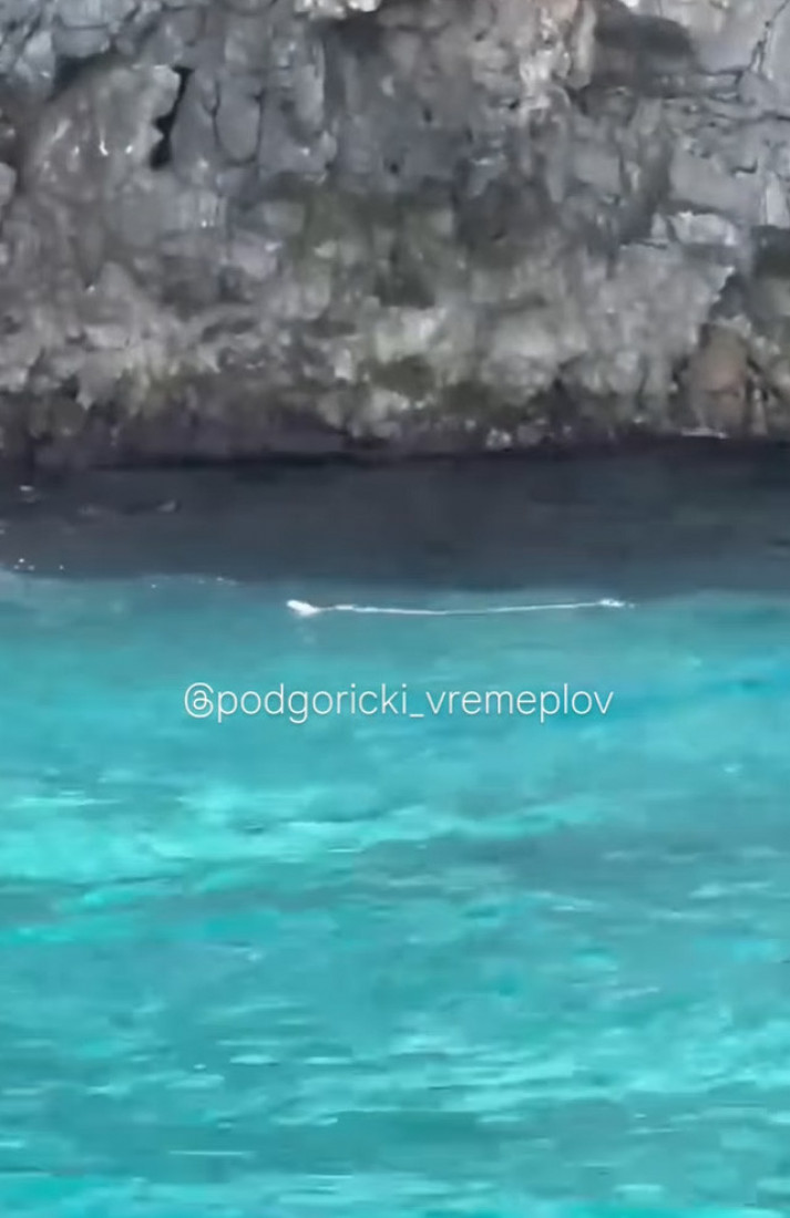 Zmija viđena u moru kod Herceg Novog, snimak šokira