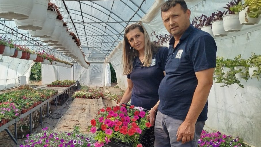 Jovanovići iz okoline Paraćina privode kraju prolećni program proizvodnje u 12 plastenika