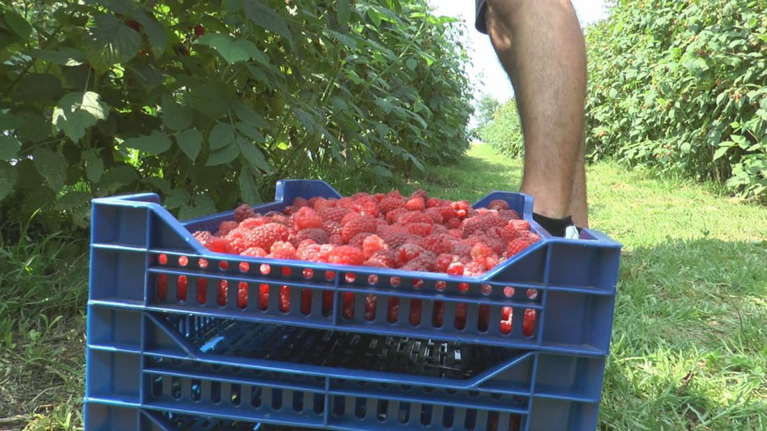 Alarmantno stanje u srpskim malinjacima