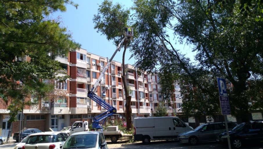 Uklanjaju se oštećene grane u centru grada