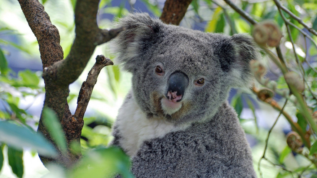Odobrena vakcina protiv hlamidije za koale u Australiji