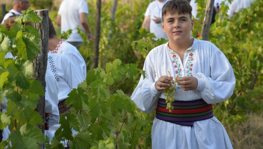 I OVE GODINE USPEŠNO NASTAVLJENA MISIJA UDRUŽENJA „ROGLJEVAČKE PIVNICE“ NEDALEKO OD NEGOTINA Čuvaju tradiciju krajinske berbe