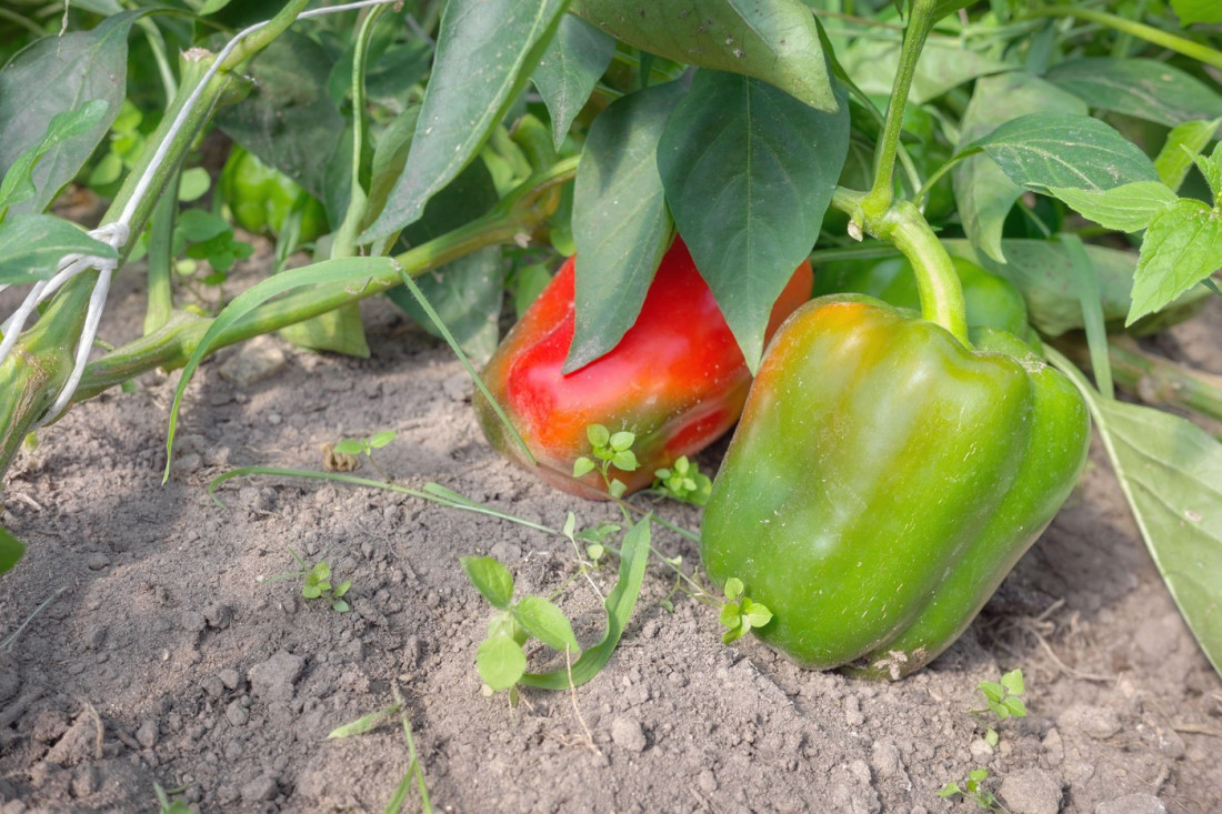 Zasadili 100000 paprika a rodili džinovi od 300 grama