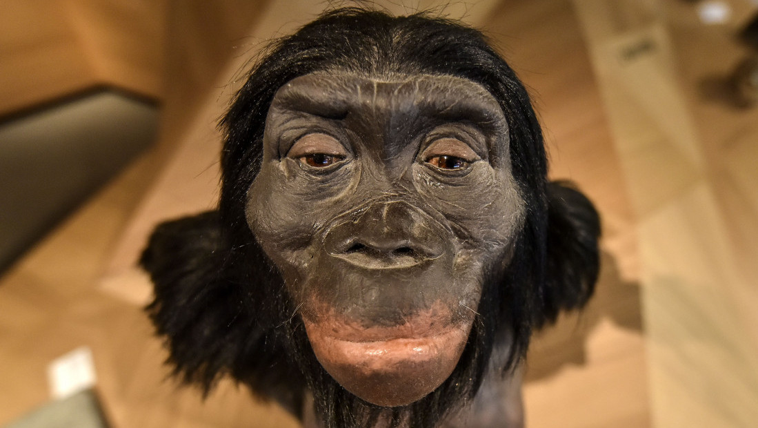 Naučnici tvrde da „Lusi“ možda ipak nije naš direktni predak