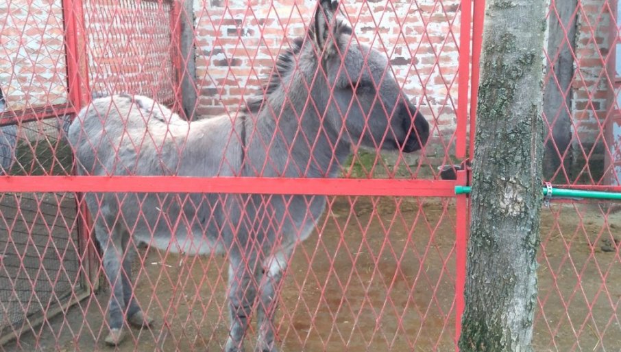 POŽAREVAČKA ERGELA, ČUVENA PO RASNIM TRKAČKIM KONJIMA, PONOSI SE I UREĐENIM MINI ZOO-VRTOM „LJubičevo“ čeka partnerku za Simu