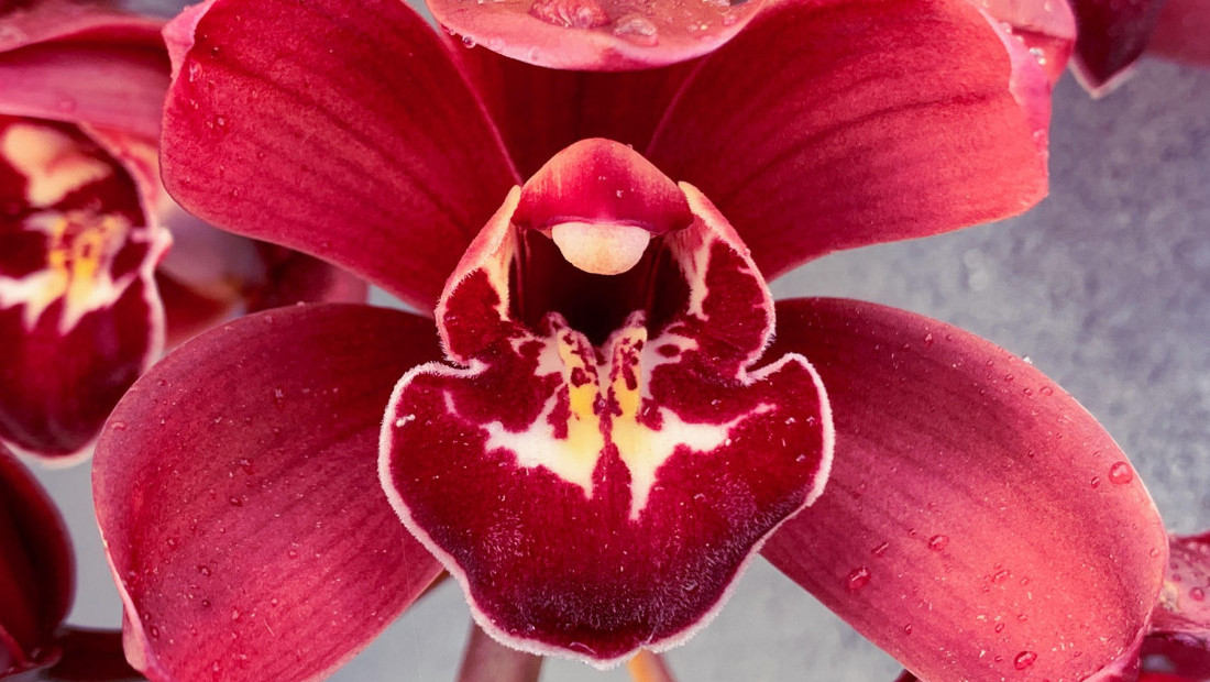 Otkriće novih biljaka i gljiva: Čuda prirode 2023.