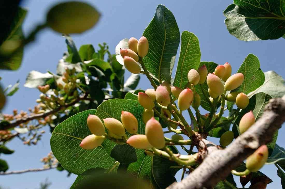Uzgoj pistaća donosi zaradu