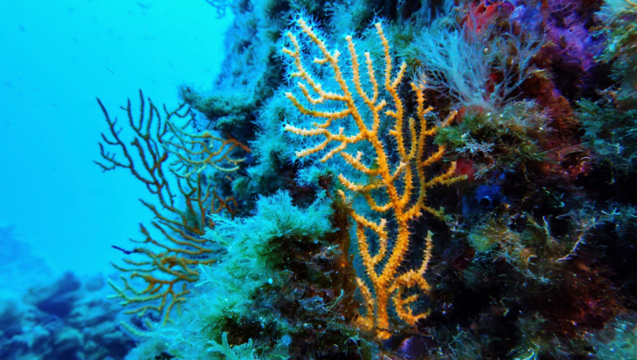 Otkrivena nepoznata kolonija korala