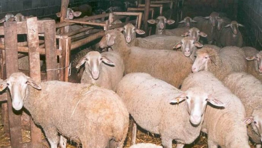 U Požarevcu stručni skup o ishrani životinja