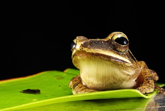 Naučnici otkrili nove vrste žaba