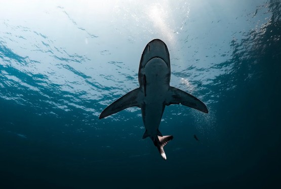 Morski psi na Bahamima pozitivni na kokain i kofein, naučnici zabrinuti