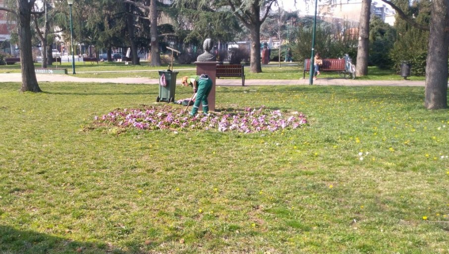 Uređuju se cvetne leje u centru Požarevca