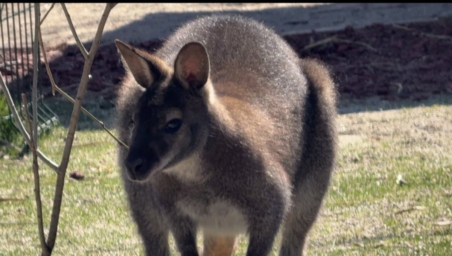 Prihvatilište za životinje u Kamenici, kraj Niša, ima nove stanovnike
