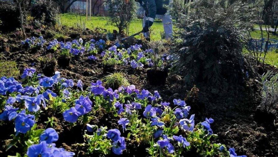 Smederevsko komunalno preduzeće u akciji sadnje cveća