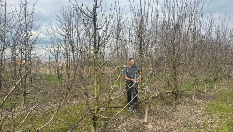 Voćari iz Čačka i okoline dobro pamte dve loše godine i poglede upiru u nebo