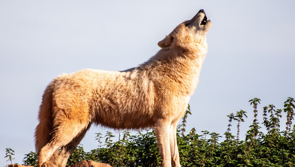 Prema analizi raste broj vukova u Holandiji