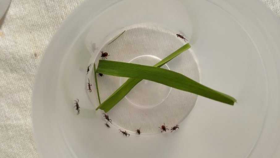 Tretmani protiv krpelja: Na teritoriji Subotice od 27. aprila do 3. maja