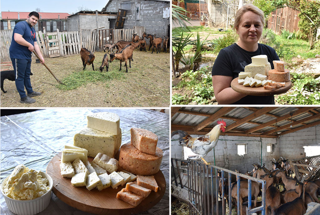 Jedinstvena farma alpskih koza u Golubincima
