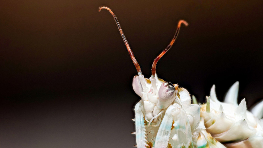 Novi insekti otkriveni tokom ekspedicije u Angoli