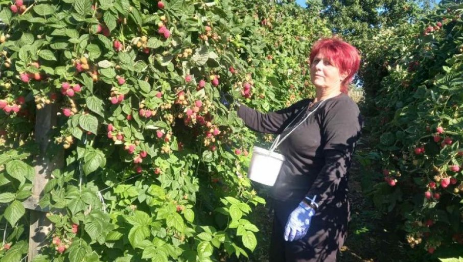 Berba maline u Jadru u punom zamahu (FOTO)