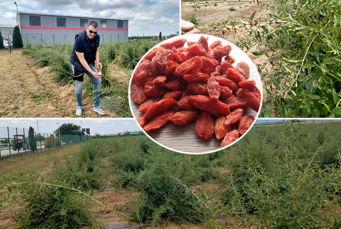 Sve spremno za berbu godži bobica