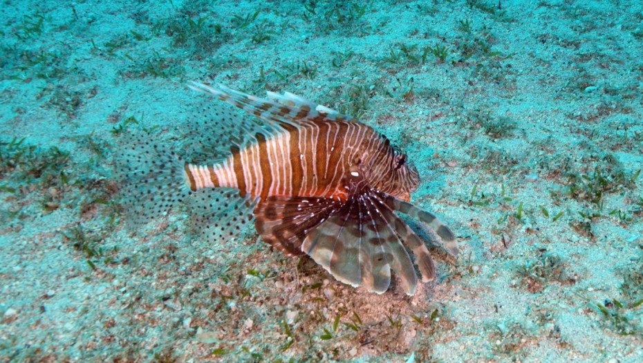 Opasne morske vrste na Jadranu i Mediteranu