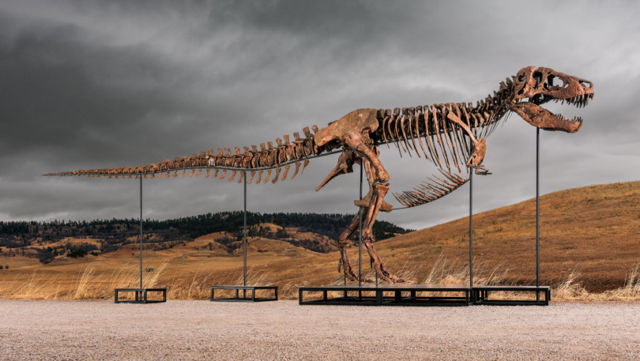 Fosil Tiranosaurus reksa prodat za 50 miliona dolara