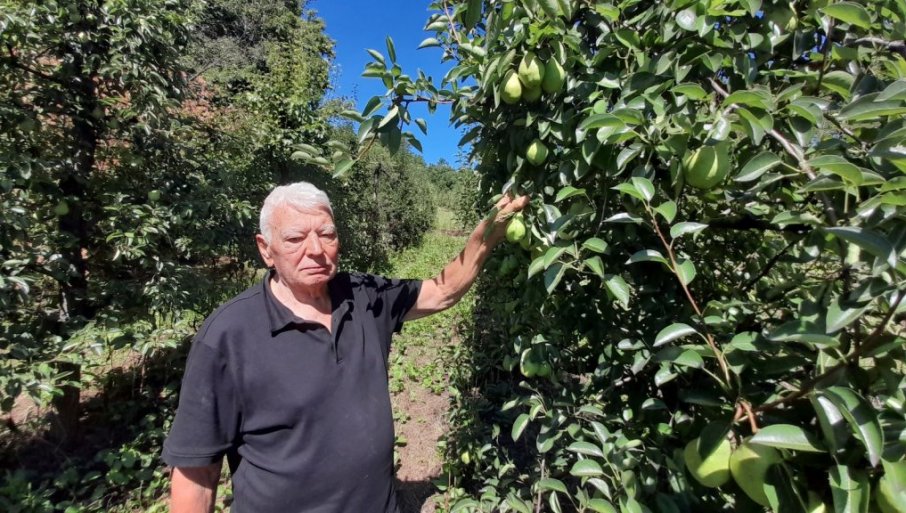Domaćinu iz sela Radonjica kod Leskovca uništen voćnjak star 18 godina